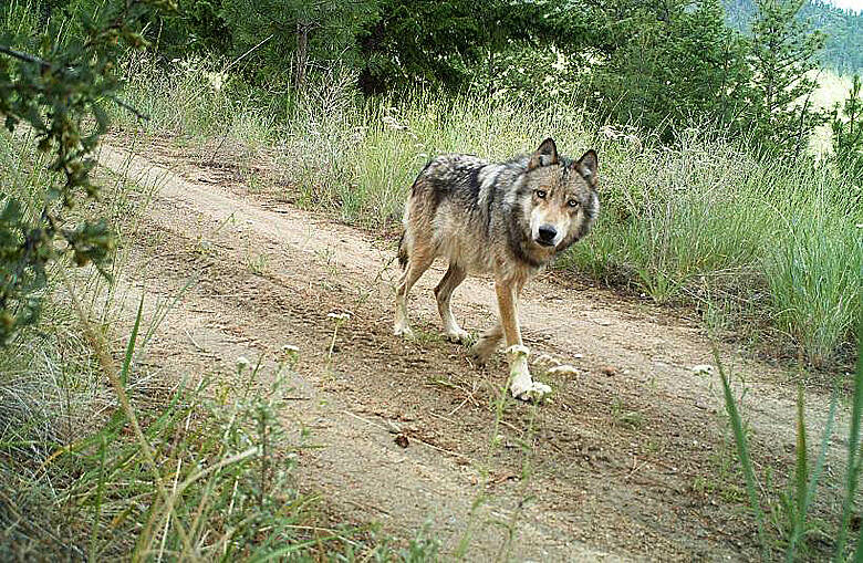 Conservation officer says the Feb. 1 attack on an off-leash dog is likely the Sooke area’s second involving a wolf in recent weeks. (Black Press Media file photo)