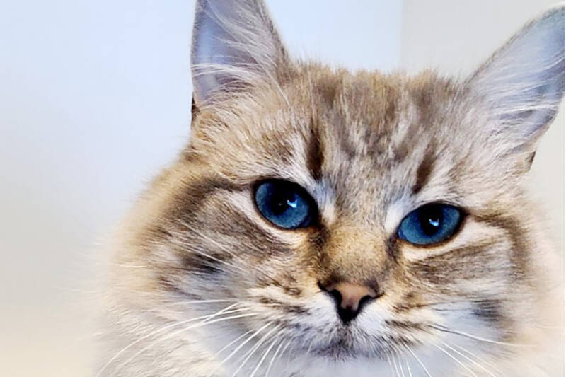 Hazel was rescued at the Anahim Lake transfer station and brought to the WL SPCA for care. (BC SPCA photo)