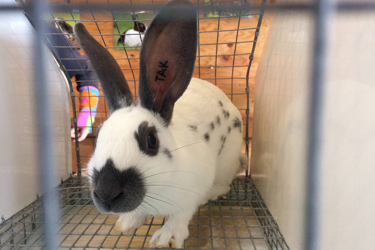 Three rabbits were allegedly killed and dissected in a classroom on Jan. 28, in front of school students aged 9 to 12 years old, said People for the Ethical Treatment of Animals. This photographed rabbit is not one in the incident. (Andrea Rondeau/Citizen)