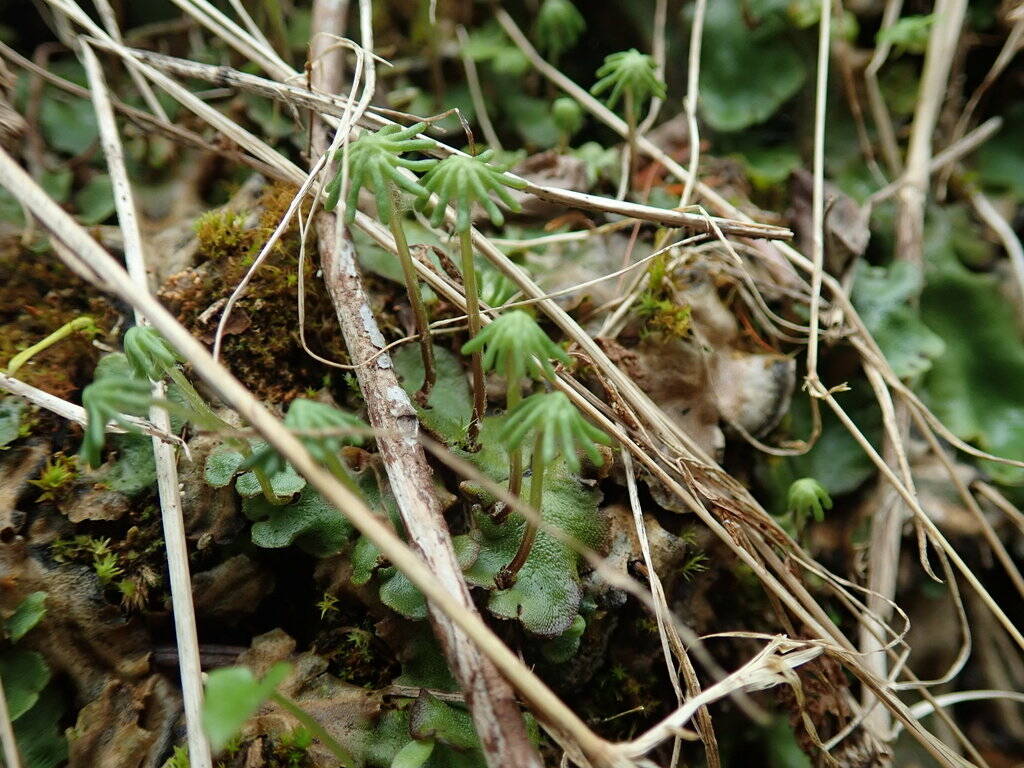 Marchantia polymorpha, a liverwort with frilly, umbrella-like reproductive structures that can be found on soil and limestone in the park. Photo courtesy Randal Mindell