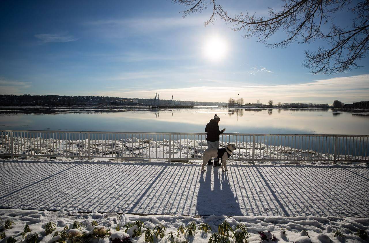 A man walking a dog checks his phone as ice floes build up on the Fraser River in New Westminster, B.C., on Tuesday, December 28, 2021.Environment Canada has issued extreme cold warnings for several parts of British Columbia along the Alberta boundary.THE CANADIAN PRESS/Darryl Dyck