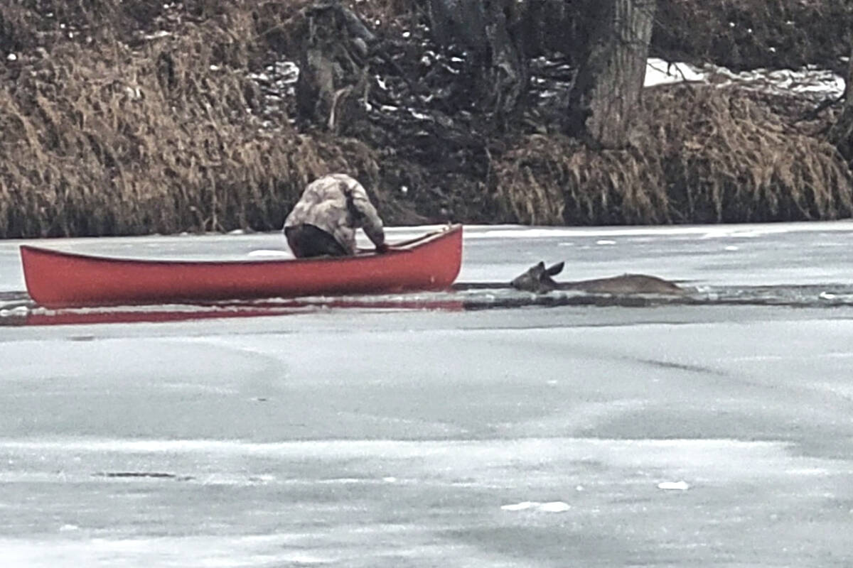 Marty Thomas ropes a deer who fell into the frigid Kettle River in Grand Forks, B.C., Monday, Feb. 28. Photo courtesy of Marty Thomas