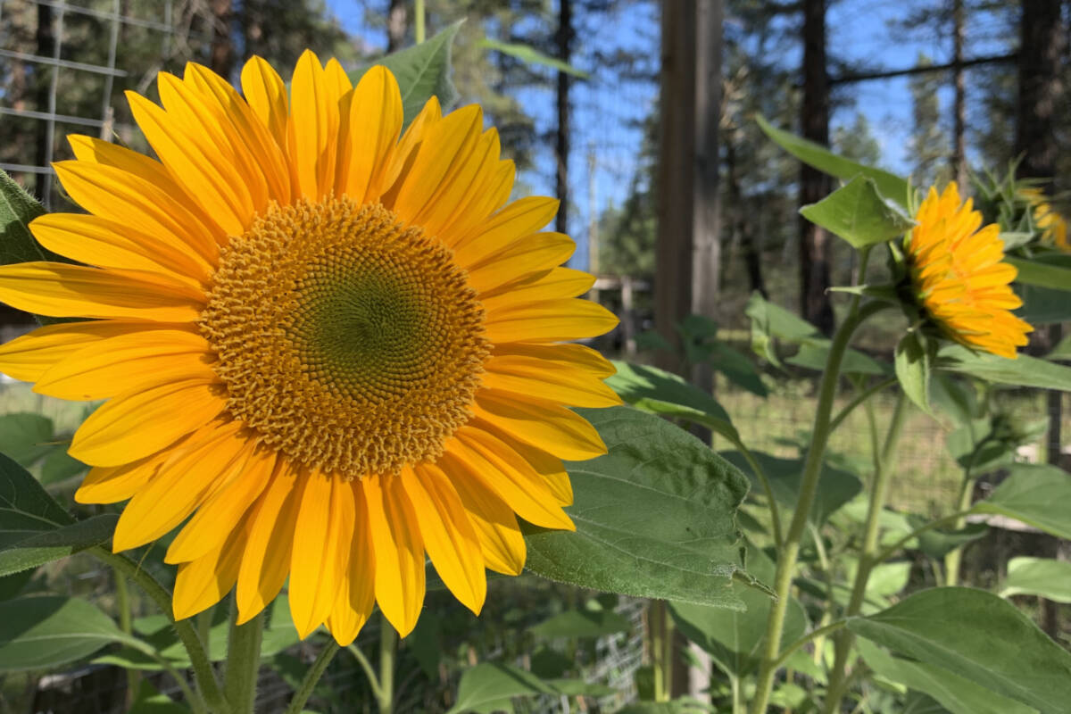 Sunflowers have become a symbol of peace, unity and support for Ukraine, which is under the invasion of Russia. West Coast Seeds is donating 100 per cent of proceeds from online sunflower seed sales to humanitarian efforts in Ukraine for the month of March. (Corey Bullock/Cranbrook Townsman)
Sunflowers have become a symbol of peace, unity and support for Ukraine, which is under the invasion of Russia. West Coast Seeds is donating 100 per cent of proceeds from online sunflower seed sales to humanitarian efforts in Ukraine for the month of March. (Corey Bullock/Cranbrook Townsman)