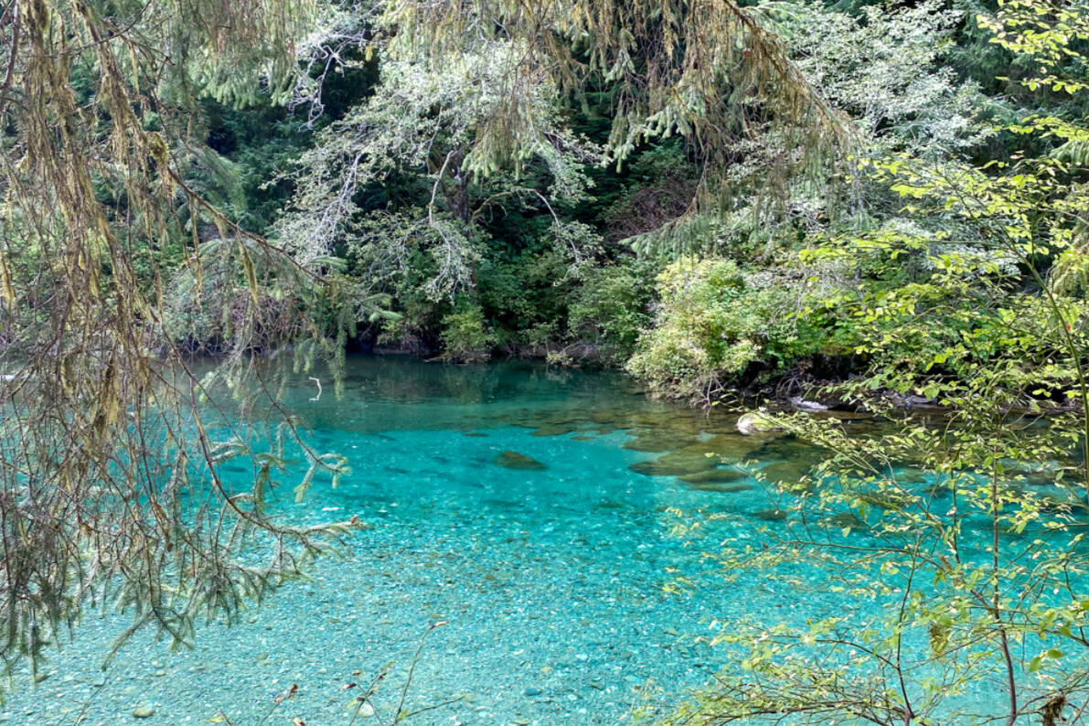 Salmon spawn in the Tahsis River. Photo courtesy Nootka Sound Watershed Society