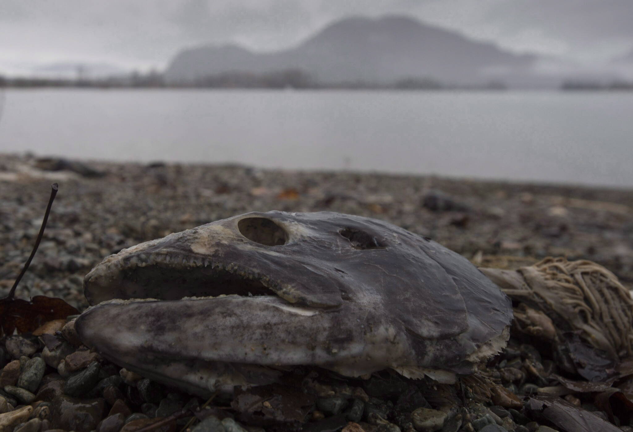 A dead chinook salmon is seen on the beach next to the Harrison River in Harrison Mills, B.C. Wednesday, Nov. 23, 2016. THE CANADIAN PRESS/Jonathan Hayward