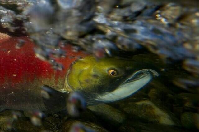 Spawning sockeye salmon make their way up the Adams River in Roderick Haig-Brown Provincial Park near Chase, B.C. Tuesday, Oct. 14, 2014. A coalition of Canadian groups wants Alaska's governor to halt that state's harvest of Canadian-bound salmon, and the groups are also criticizing the international treaty that prevents overfishing of Pacific salmon stocks.THE CANADIAN PRESS/Jonathan Hayward