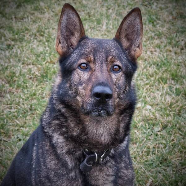 A photo of Police Service Dog Jammer. (PHOTO COURTESY PORT ALBERNI RCMP)