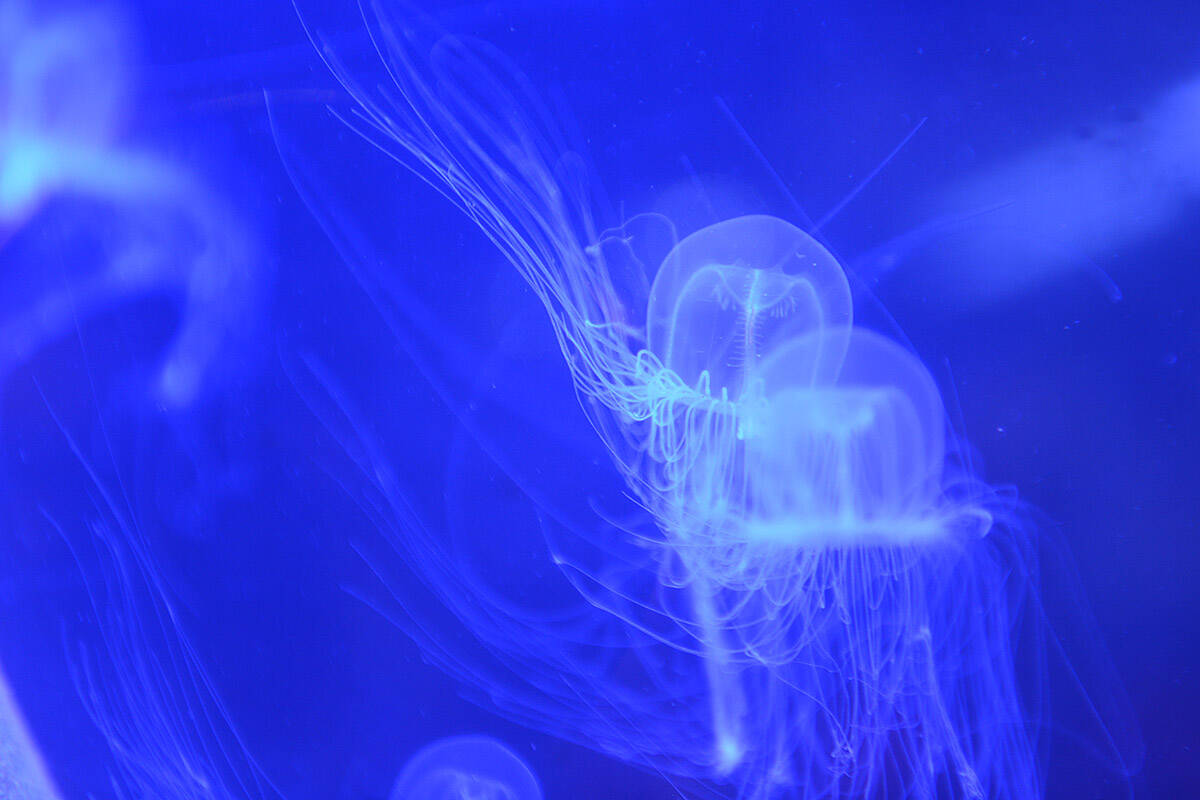 Jellyfish swim in a tank at the Ucluelet Aquarium on Oct. 27, 2020. Sunday, April 3, 2022 is World Aquatic Animal Day. (Jenna Hauck/ Chilliwack Progress file)