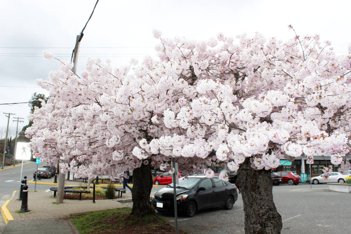 Blossoms on the trees in downtown Chemainus are in full bloom. (Photo by Don Bodger)