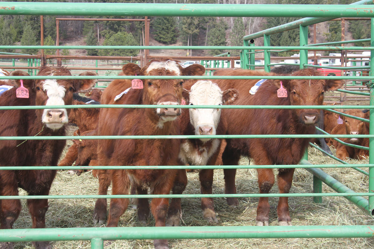 Livestock farmers are experiencing a shortage of veterinary care in B.C. (North Thompson Star-Journal photo)