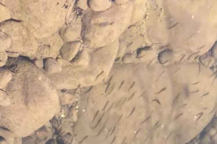 Chum fry swim in Bowker Creek before heading for the Salish Sea. (Friends of Bowker Creek Society/Facebook)
