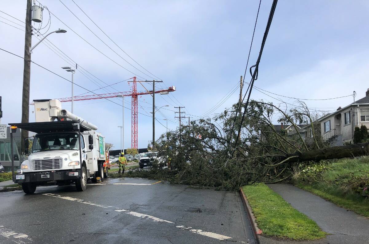 A fallen spruce at the intersection of Jutland and Burnside Road took down powerlines and stalled traffic on April 4. (City of Victoria)