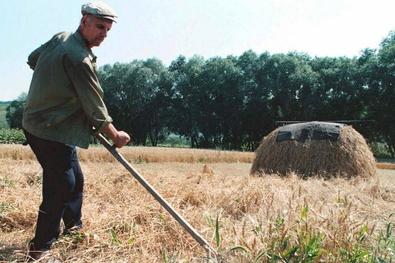 FILE—A private Ukrainian farmer Dmytro Hnatkevitch harvests wheat crop on his farm in the village of Grygorovka, 110 km south of Kiev, in August, 1996. Prices for food commodities like grains and vegetable oils reached their highest levels ever last month because of Russia’s war in Ukraine and the “massive supply disruptions” it is causing, the United Nations said Friday, April 8, 2022. (AP Photo/Efrem Lukatsky)