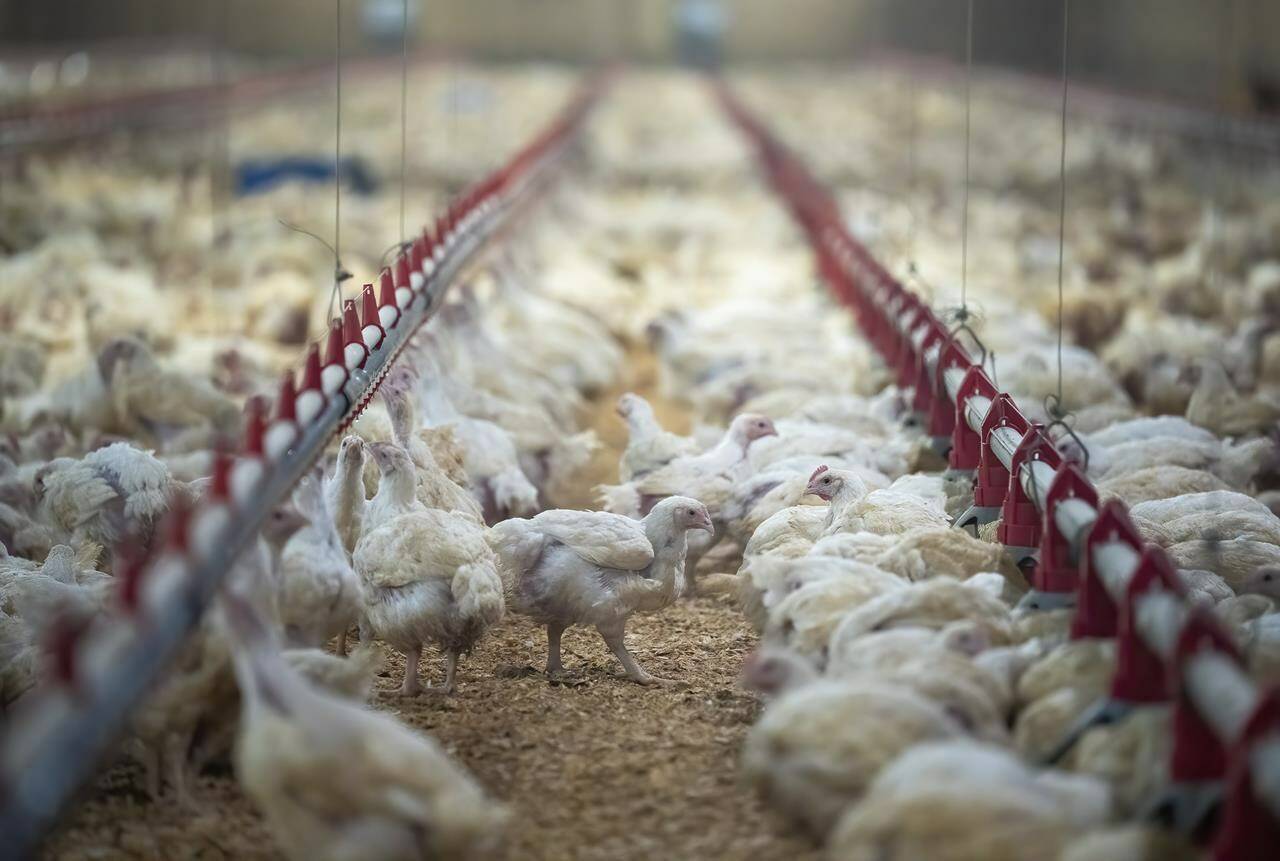 Chickens are seen at a chicken farm that was flooded but now getting back up and running in Abbotsford, B.C., Friday, Dec. 10, 2021. Poultry farmers in British Columbia are under pressure to protect their flocks as a highly contagious strain of avian flu sweeps over North America. THE CANADIAN PRESS/Jonathan Hayward