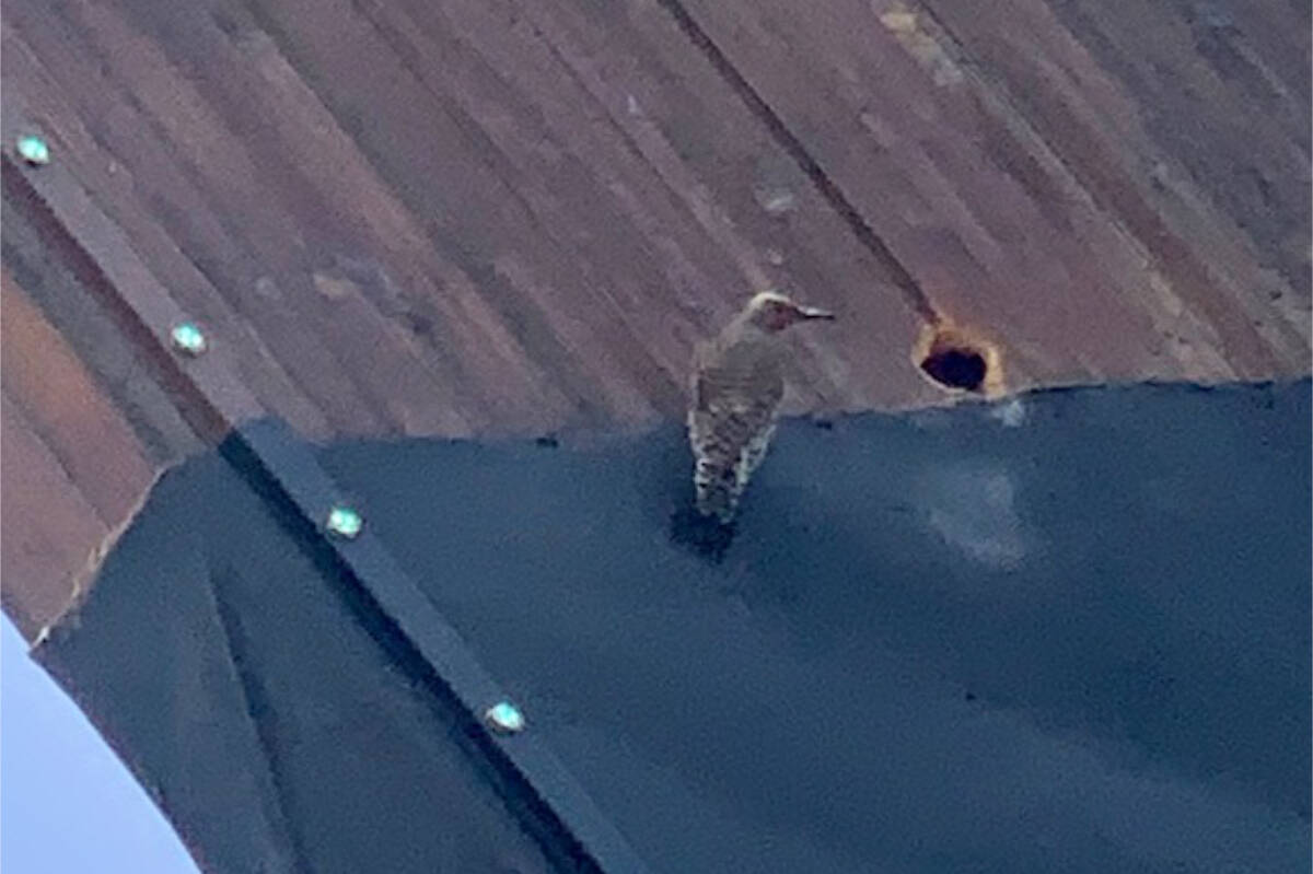 A woodpecker has taken up residence in the World’s Largest Hockey Stick at the Cowichan Community Centre. (Photo courtesy Lorraine Francisty)