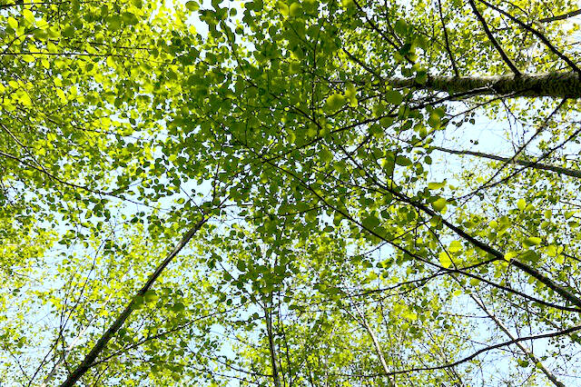 Sooke council is delaying a plan for a tree-protection bylaw until after the municipal election. (Kevin Laird - Sooke News Mirror)