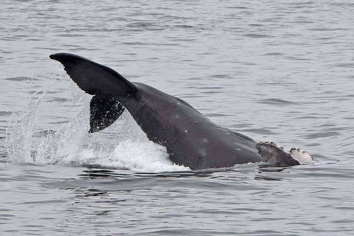 Big Mama’s newest calf is seen playing on its back in Boundary Pass May 2. (Val Shore, Eagle Wing Tours, PWWA)