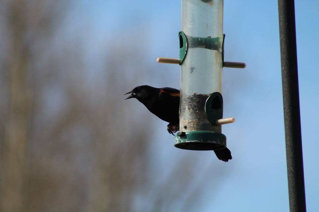 Avian influenza is infecting birds, which is why the BC SPCA is asking the public to remove backyard bird feeders and bird baths (Submitted photo/Jessie McFarland)