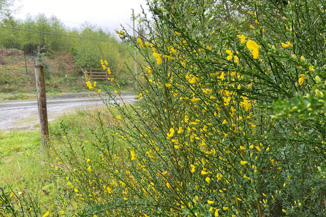 Numerous clusters of Scotch bloom are visible along Phillips Road. The District of Sooke is offering free broom drop-off at the parks yard on May 21 and June 4. (Kevin Laird - Sooke News Mirror)
