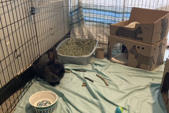Twenty-two rabbits were surrendered to the BC SPCA’s Victoria shelter this week. Thirteen have been transferred to other shelters while the SPCA looks for foster families. (Courtesy BC SPCA)