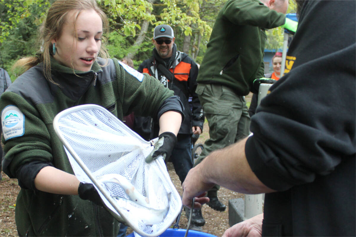 Chloe Mitchell, Freshwater Fisheries Society of B.C. junior fish culturist, helps fill buckets with trout during a Family Fishing Day event in Nanaimo May 7. (Karl Yu/News Bulletin)