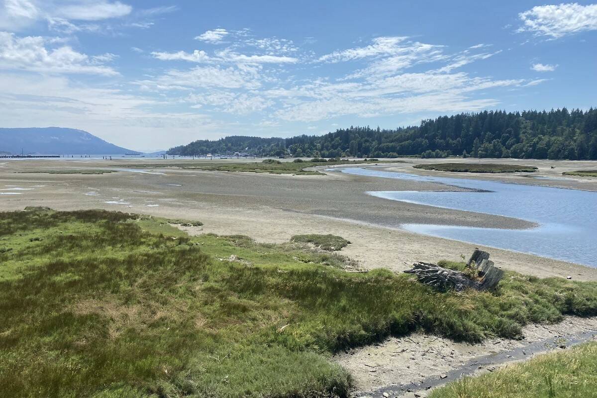 The Cowichan River estuary has huge potential to store carbon, according to a newly published study from University of Victoria researchers. (Cowichan Estuary Nature Centre)