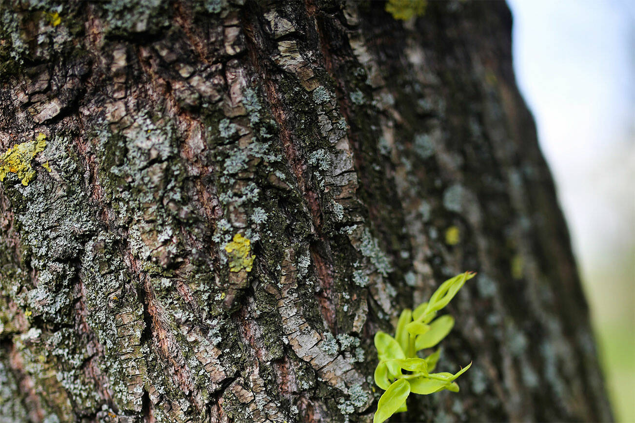 Esquimalt’s tree hunt is underway as it looks to identify significant ones in the township. (Black Press Media file photo)