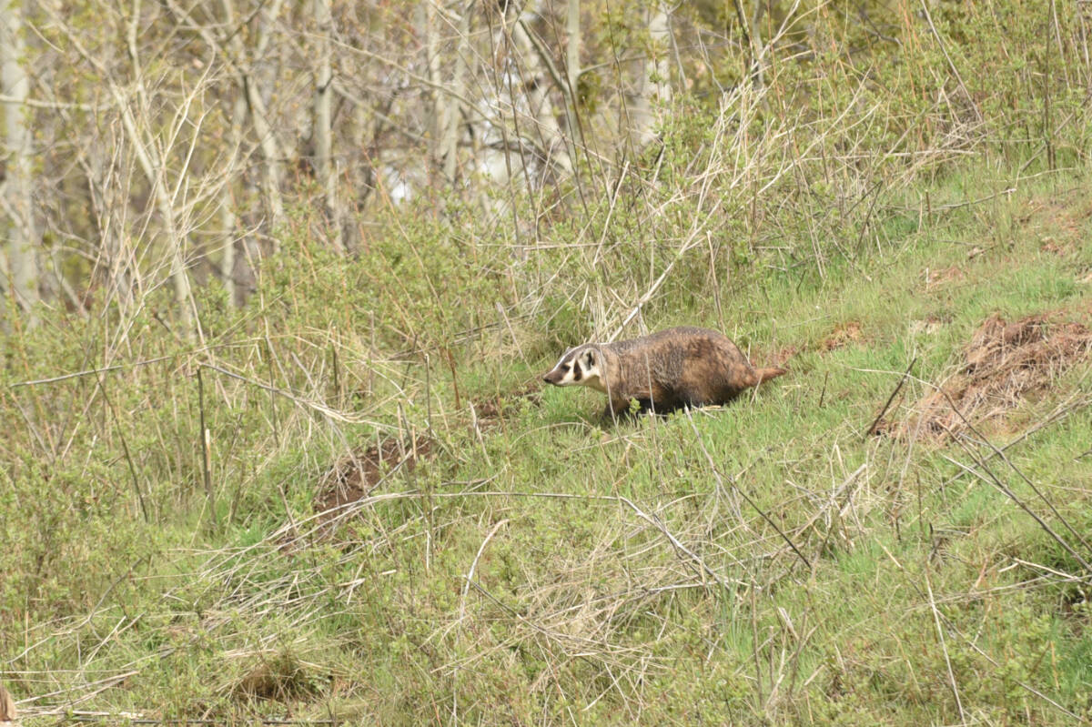 A rare American badger with young kits is living on a lot in a Cariboo neighbourhood. (Ruth Lloyd photo - Williams Lake Tribune)