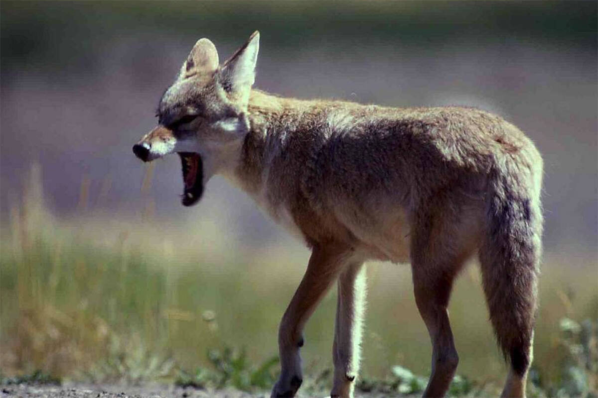 The BC Conservation Officer Service has recommended charges against a Lower Mainland man for feeding wildlife. (Courtesy of the National Park Service)