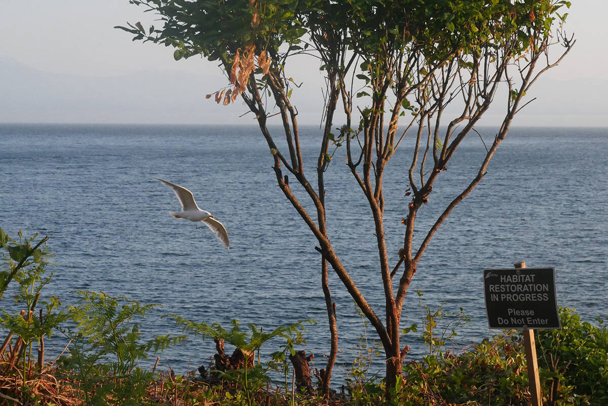 Passersby have been able to enjoy a full view of the ocean and coast from the McNeill Bay bluff, thanks to major progress on the restoration of the shoreline. In March, Sirois and Gauthier transitioned from clearing invasive species along the bluff to “indefinitely” maintaining the area and its various native trees and shrubs. (Evert Lindquist/News Staff)