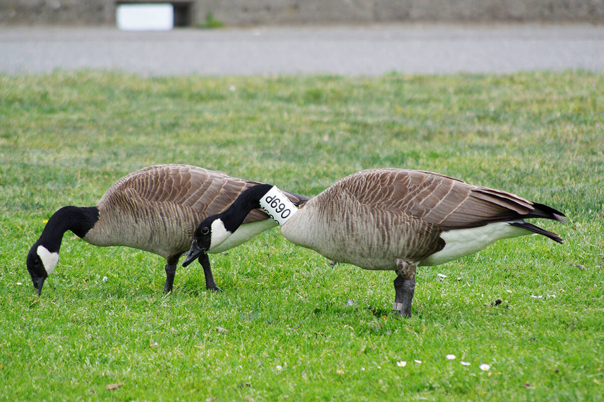 The booming Canada geese population on Vancouver Island has the Capital Regional District looking into how to mitigate the birds’ ecological and economic impact. (Black Press Media file photo)