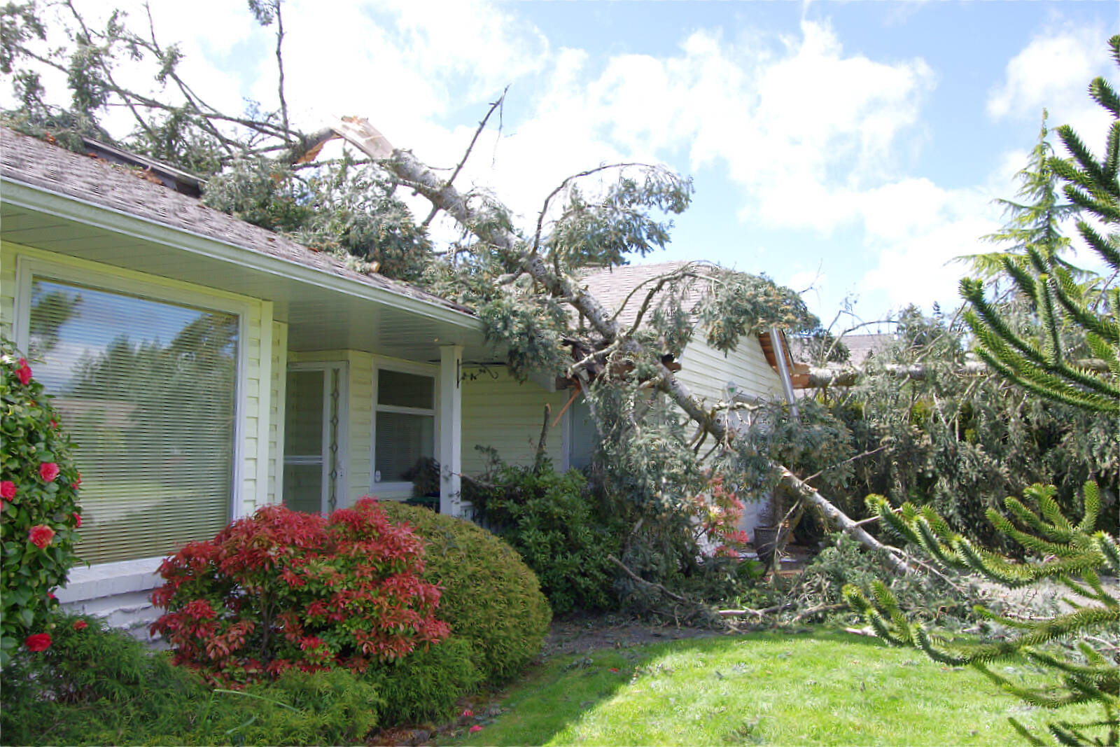 An elderly couple fear they may have to leave their Nanaimo home of 15 years after it suffered heavy damage when high winds felled trees Wednesday, May 18. (Chris Bush/News Bulletin)