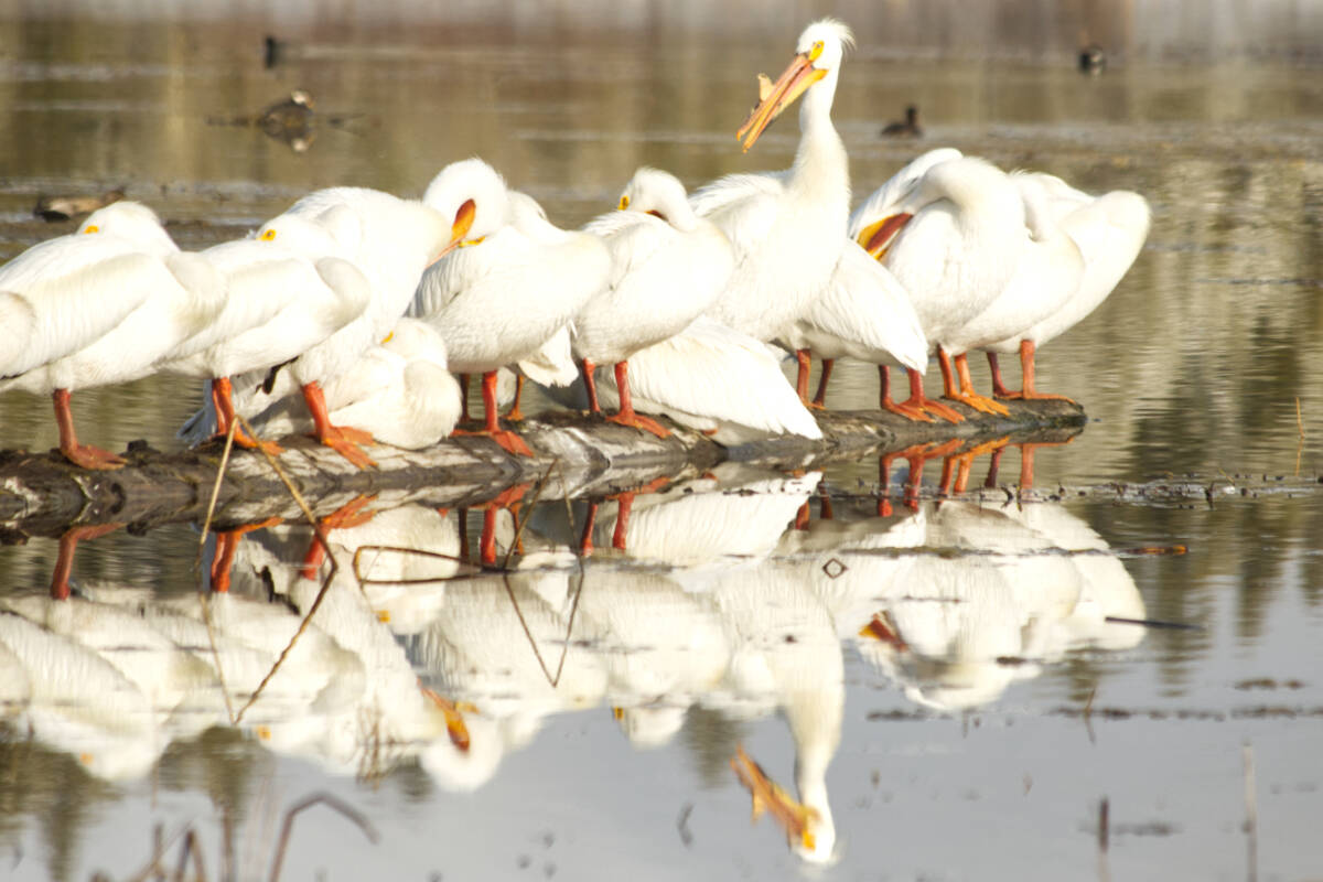 The B.C. Government has received reports of suspected avian flu in pelicans across the Cariboo. (Kelly Sinoski photo — 100 Mile Free Press)