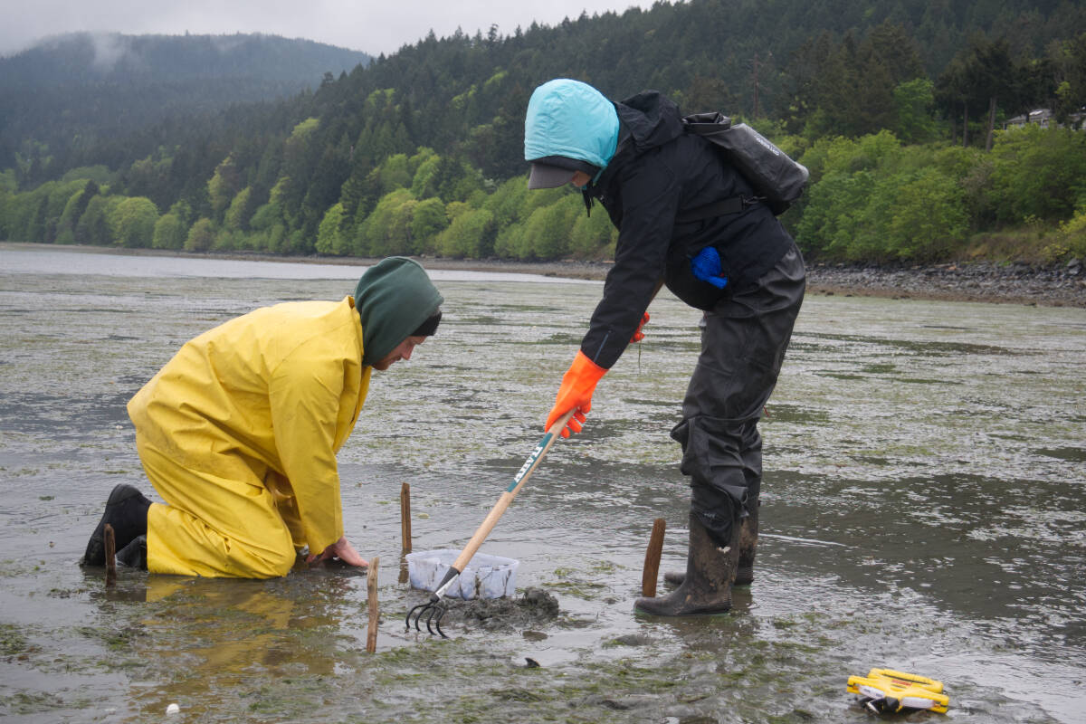 Volunteers and researchers with Mount Arrowsmith Biosphere Region Research Institute (MABRRI) conducted a two-day clam abundance survey in the Nanoose Bay Recreational Shellfish Reserve on May 14 and May 15, 2022. (Kevin Forsyth photo)