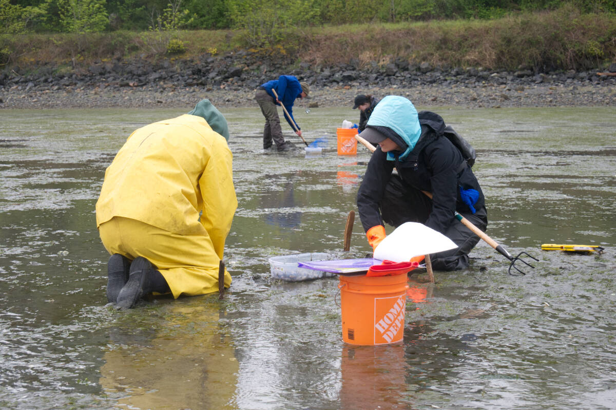Volunteers and researchers with Mount Arrowsmith Biosphere Region Research Institute (MABRRI) conducted a two-day clam abundance survey in the Nanoose Bay Recreational Shellfish Reserve on May 14 and May 15, 2022. (Kevin Forsyth photo)