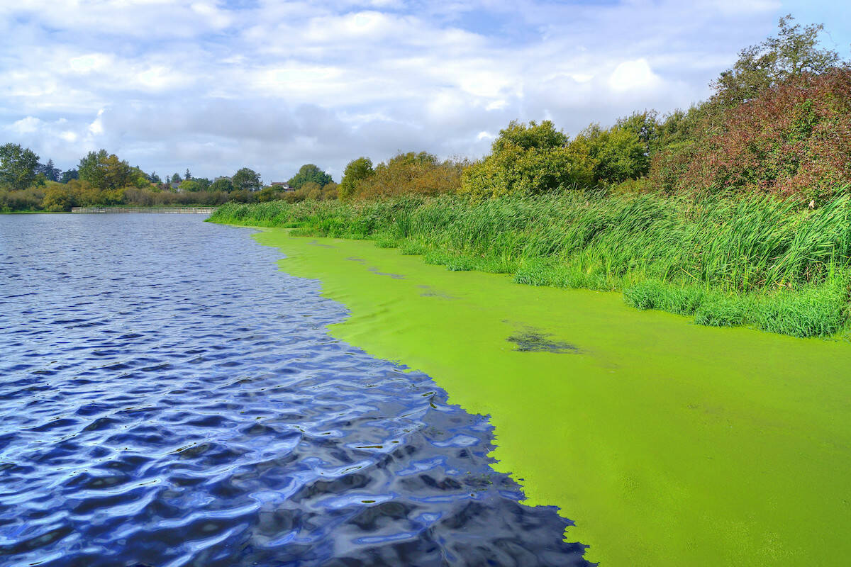 Blue-green algae at Swan Lake, taken back in Sept. 2013. The CRD is warning visitors to Thetis Lake Regional Park of a similar bloom at Prior Lake. (Black Press Media file photo)