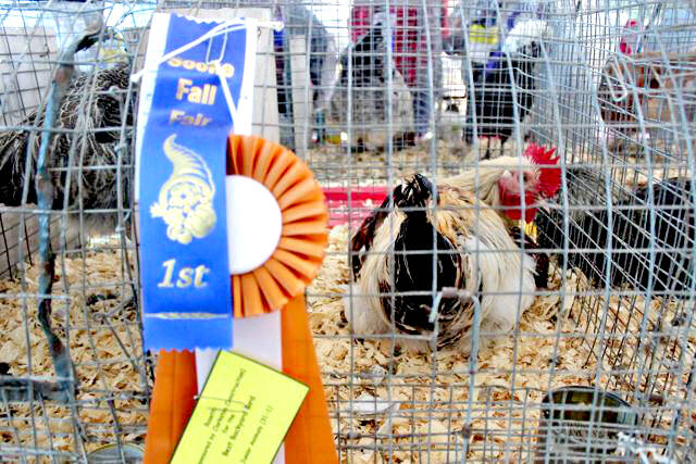 In two years since the pandemic began, Sooke is holding its first full fair. The fall fair is on Sept. 10-11 at the Sooke Community Hall. (File - Sooke News Mirror)