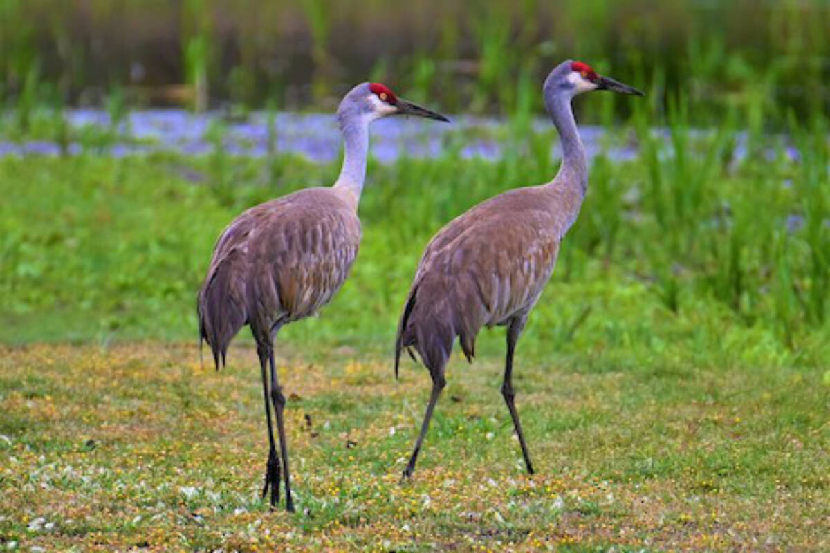Two sandhill cranes are pictured during a summer visit to Panama Flats in Saanich. They cranes are rarely seen on the ground in Greater Victoria due to the region’s lack of wetland habitat. (Courtesy of Geoffrey Newell)