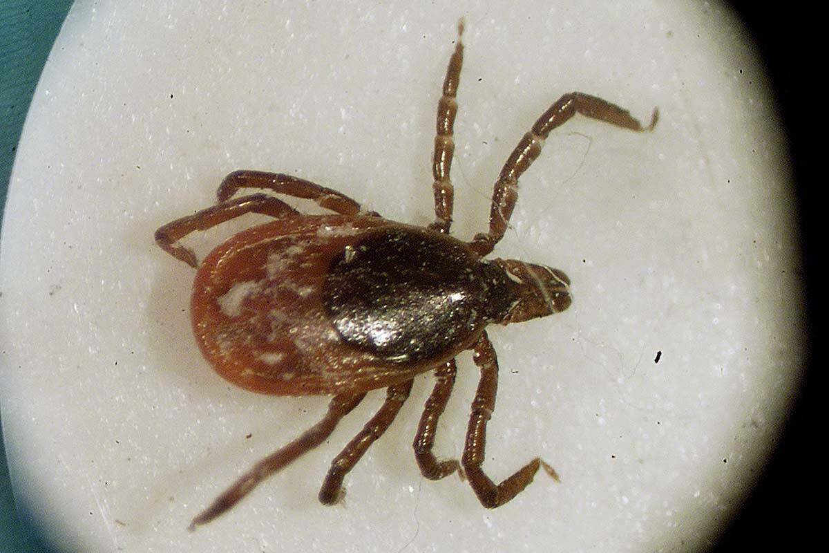 This March 2002 file photo shows a deer tick under a microscope in the entomology lab at the University of Rhode Island in South Kingstown, R.I. Lyme disease has settled so deeply into parts of Canada many public health units now just assume if you get bitten by a tick, you should be treated for lyme disease. THE CANADIAN PRESS/AP/Victoria Arocho