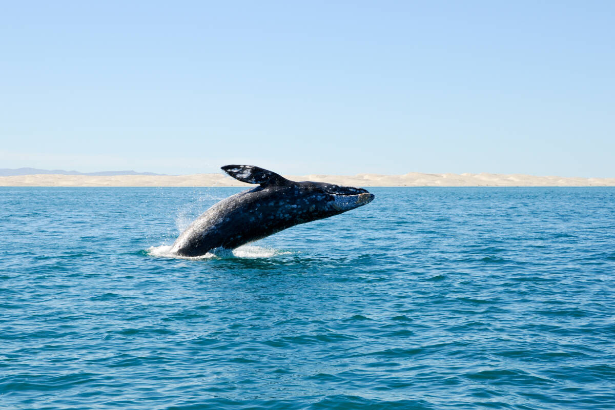 The story of a gray whale is the subject of a new Sooke-produced documentary. Tale of the Whale premieres on June 10 at EMCS Community Theatre. (Shutterstock)
