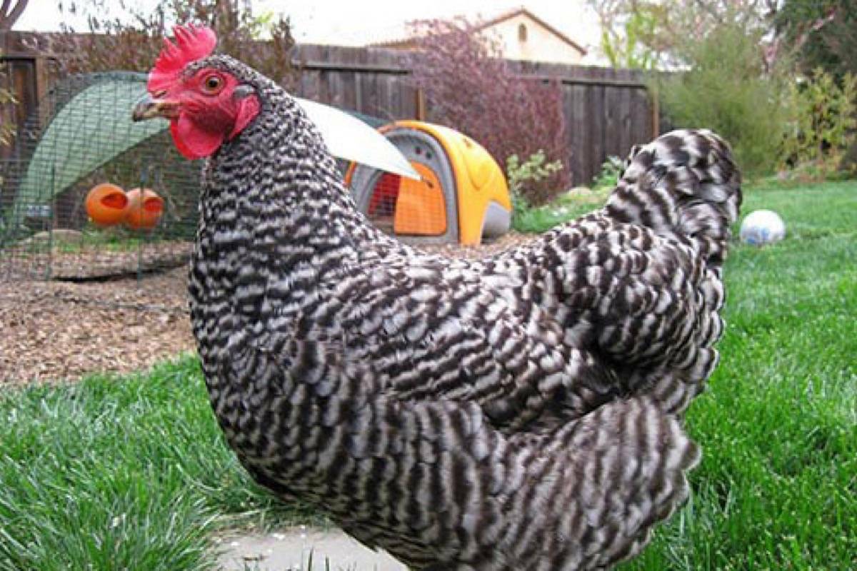 Avian flu has been detected in small flocks in the Peace region, in Summerland and in Sechelt. (Black Press file)