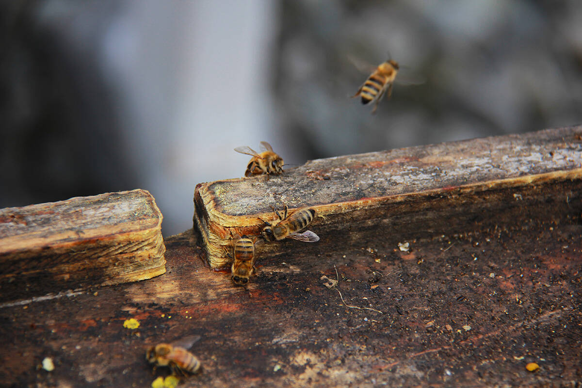 Honey bees flit in and out of their colony atop an apartment building in Vancouver’s West End. (Jane Skrypnek/Black Press Media)