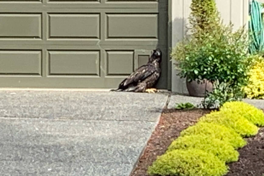 This picture taken by cellphone from a distance shows the juvenile eagle said to be receiving care at Wild ARC based in Metchosin after leaving its nest in Sidney. (Black Press Media file photo)