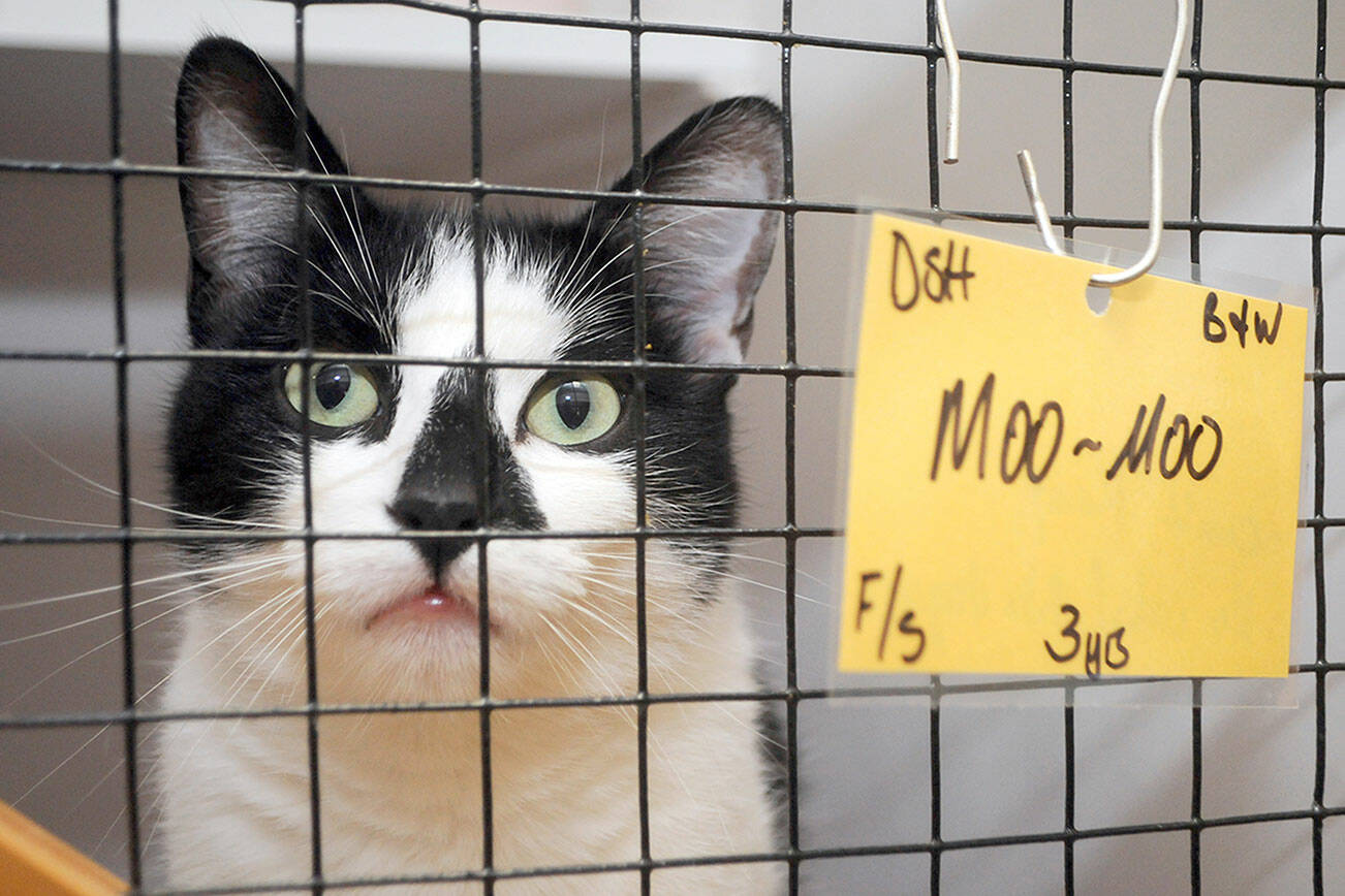 BC SPCA is seeing cat hoarder situations become more common, leading to crowding in the society’s shelters. (Black Press Media file)
