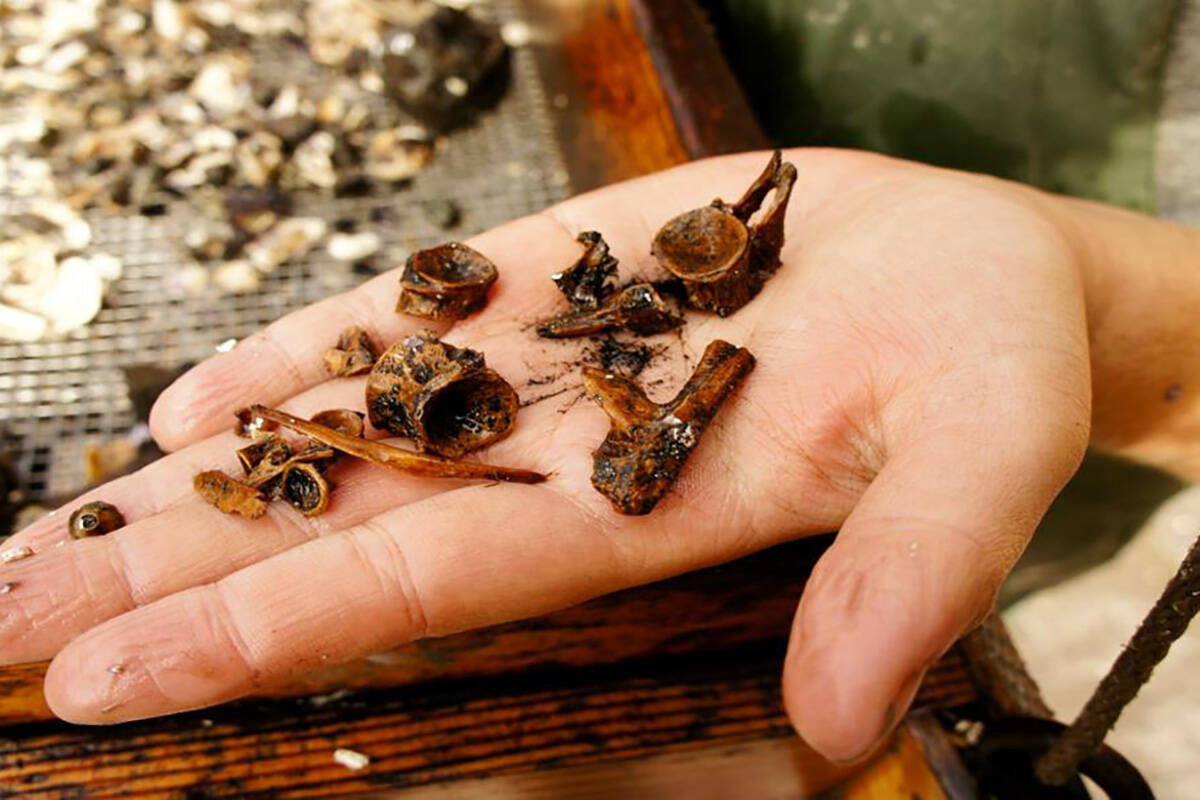 Fish fragments unearthed from the villages of Ts’ishaa and Huu7ii in Barkley Sound, B.C. (Dylan Hillis/University of Victoria)