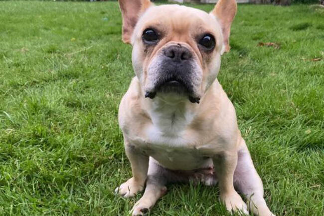 Honey needs new wheels after being found paralyzed on the side of a road. (GVAC/Facebook)