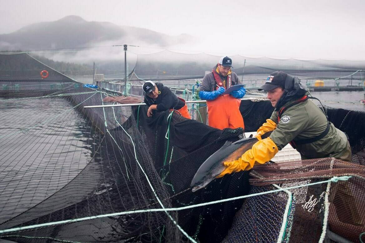 Aquatic science biologist Shawn Stenhouse releases an Atlantic salmon back into its tank during a Department of Fisheries and Oceans fish health audit at the Okisollo fish farm near Campbell River, B.C. Wednesday, Oct. 31, 2018. THE CANADIAN PRESS /Jonathan Hayward