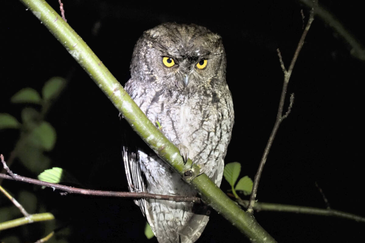 A retired professor from the Comox Valley has been fighting for more access for birdwatching in the Fairy Creek area, especially when it comes to being able to identify threatened species. Photo supplied