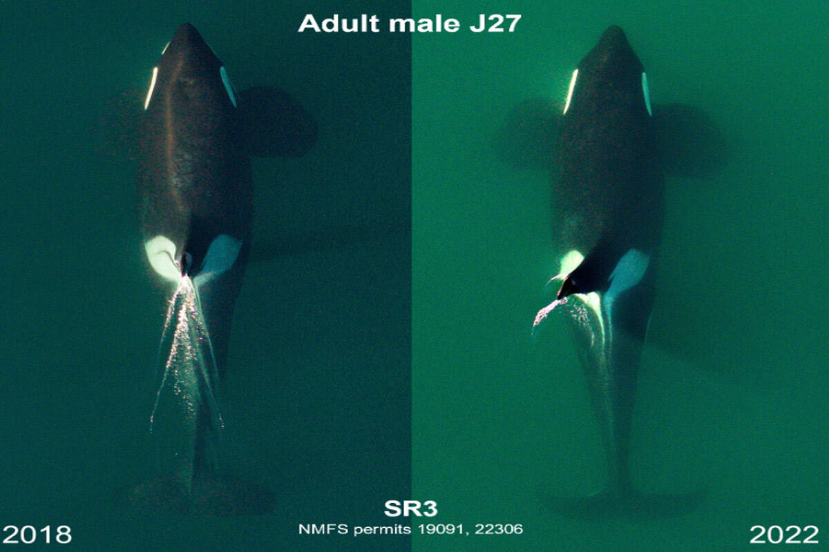 A J-pod southern resident killer whale pictured in 2018 versus this year. Twelve J- and K-pod whales were deemed vulnerable by Washington state on June 30. (Courtesy of SR3 Sealife Response, Rehabilitation, and Research/Washington state)