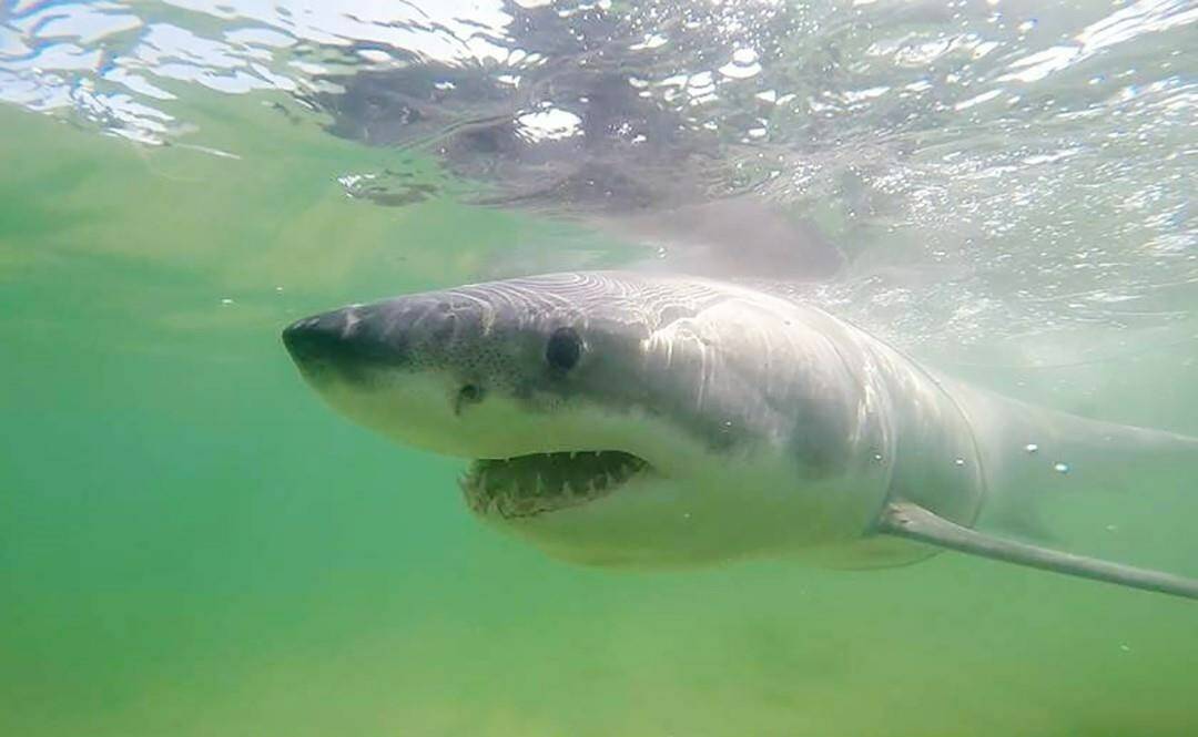 A great white shark known as “Jamison” is shown in a handout photo. A new study of the distribution of the endangered great white shark in Canadian waters says an underwater detection network suggests the population remains stable but is not growing. That runs counter to worries the ocean’s greatest predators are increasingly prowling the region - perceptions fuelled by a suspected attack last August on a woman in the waters off Nova Scotia’s Cape Breton Island and cellphone videos the same month depicting a shark chewing a seal carcass. THE CANADIAN PRESS/HO - Massachusetts Shark Research Program, Atlantic White Shark Conservancy